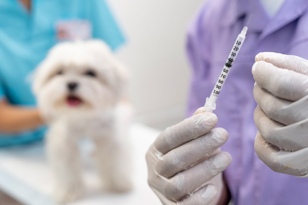 澳洲大學獸醫學 (Veterinary Medicine) 課程及入學要求